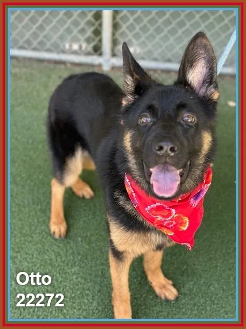 Otto