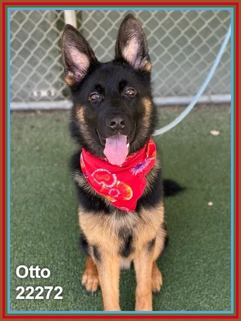 Otto thumbnail 2