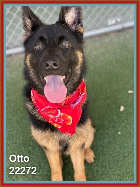 Otto thumbnail 3