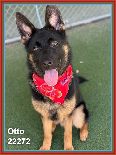 Otto thumbnail 5