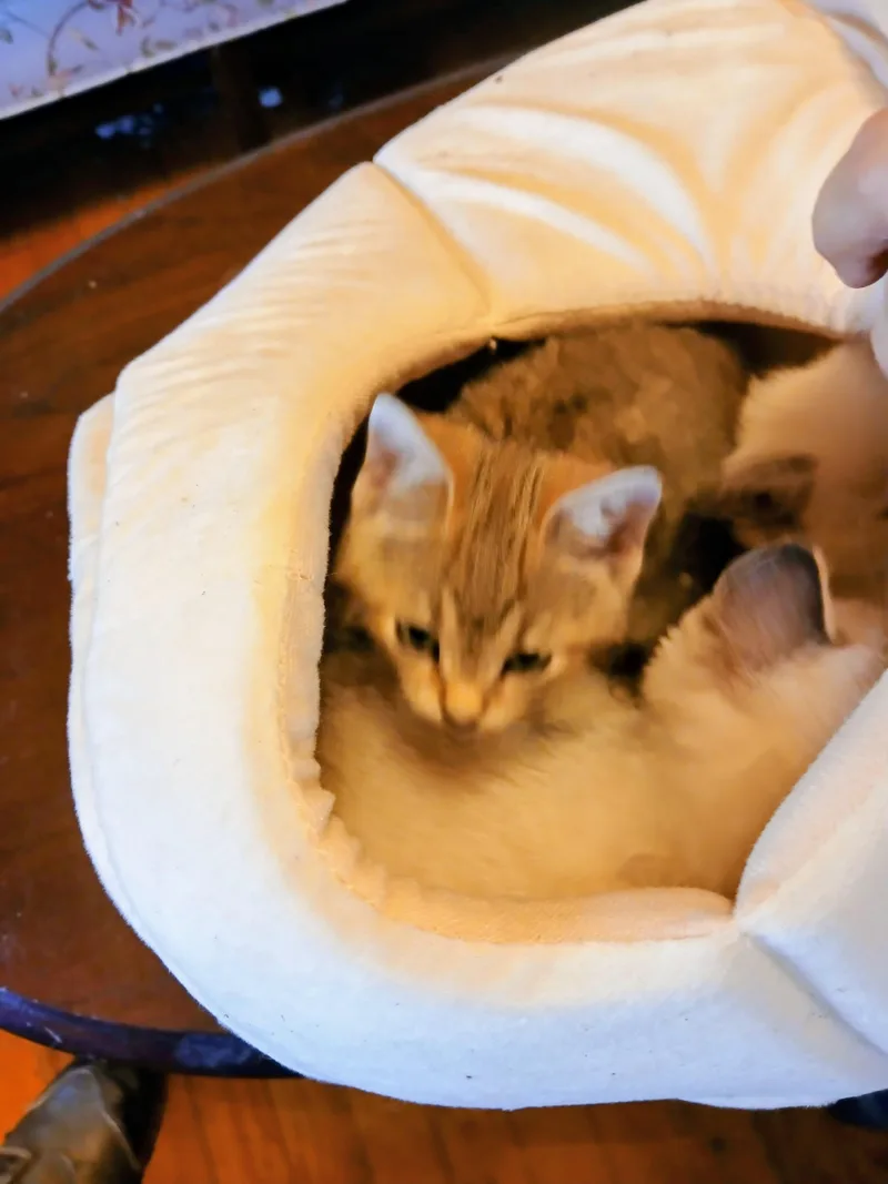 Spring Fling thumbnail 2