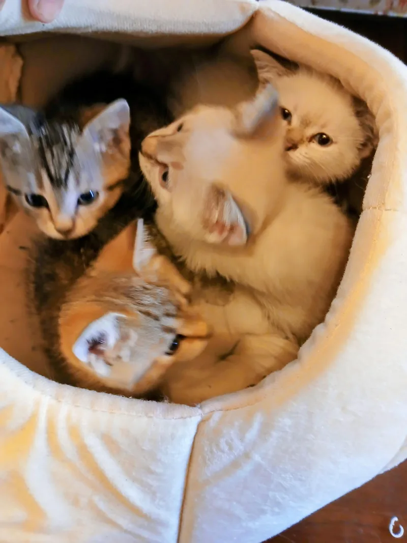 A baby medium-sized male Buff & White Snowshoe cat named Spring Fling for adoption in Springfield, MA