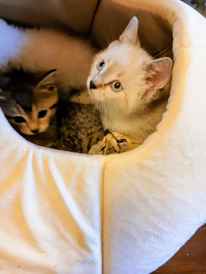 Spring Fling thumbnail 3