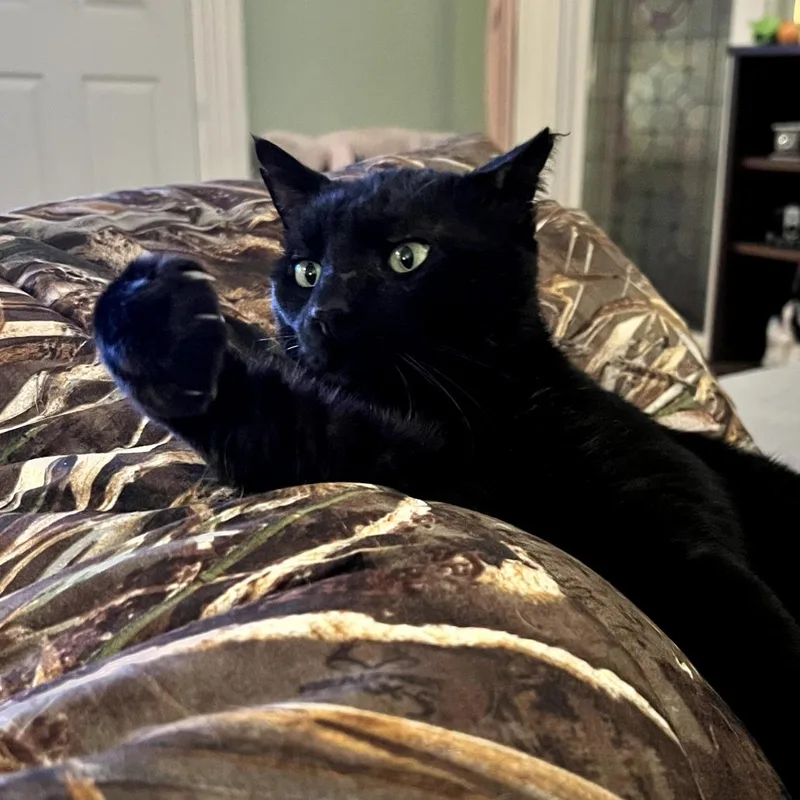 An adult large-sized male Black Domestic Short Hair cat named Mr. Meowzers for adoption in South Elgin, IL