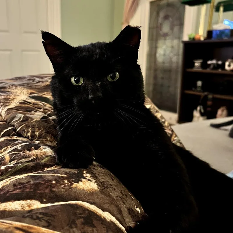 Mr. Meowzers thumbnail 2