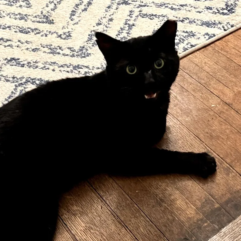 Mr. Meowzers thumbnail 3