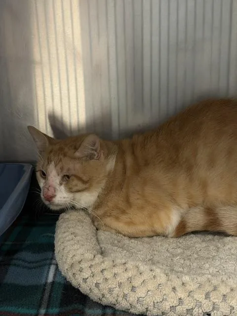 An adult medium-sized male Orange & White Domestic Short Hair cat named Duke for adoption in Allen, TX