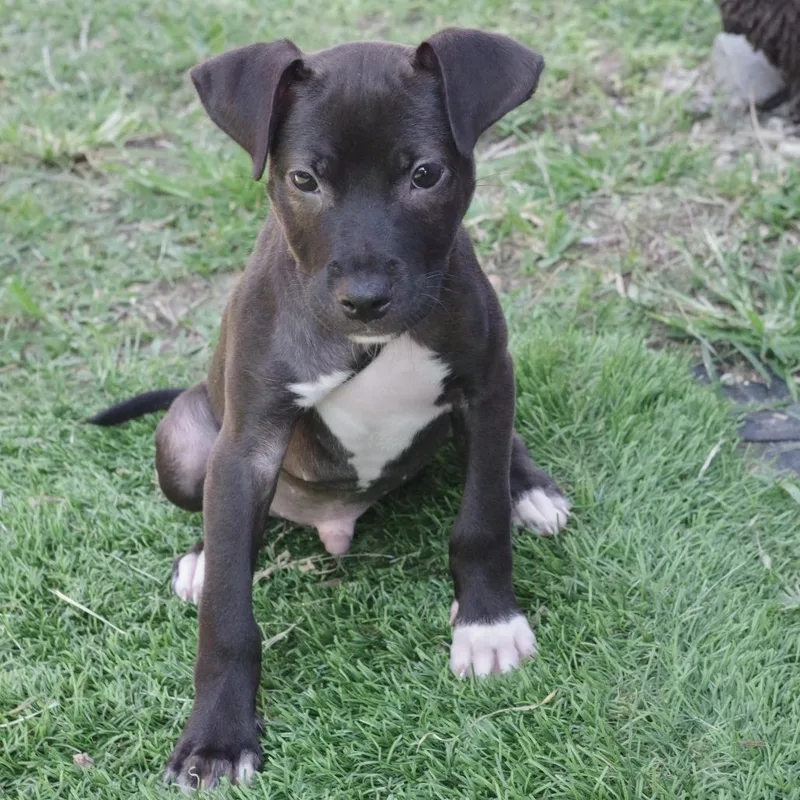 A baby small-sized male Brown / Chocolate Terrier dog named Puppy Nigel for adoption in Miami, FL