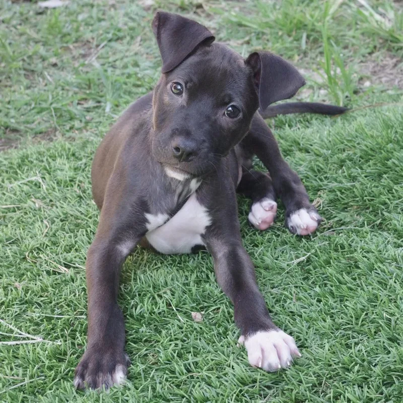 Puppy Nigel thumbnail 2