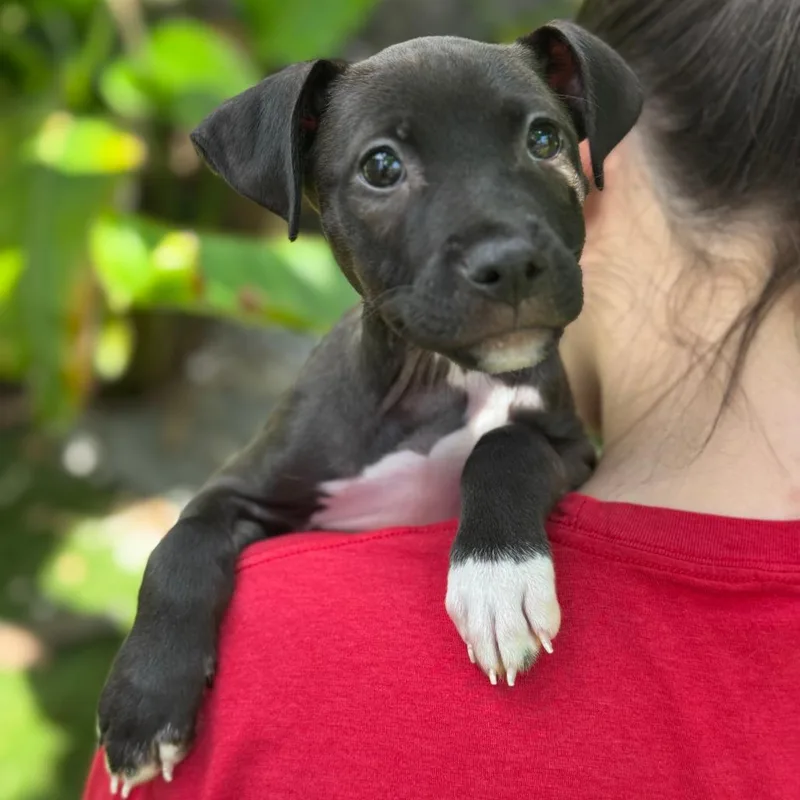 Puppy Nigel thumbnail 3