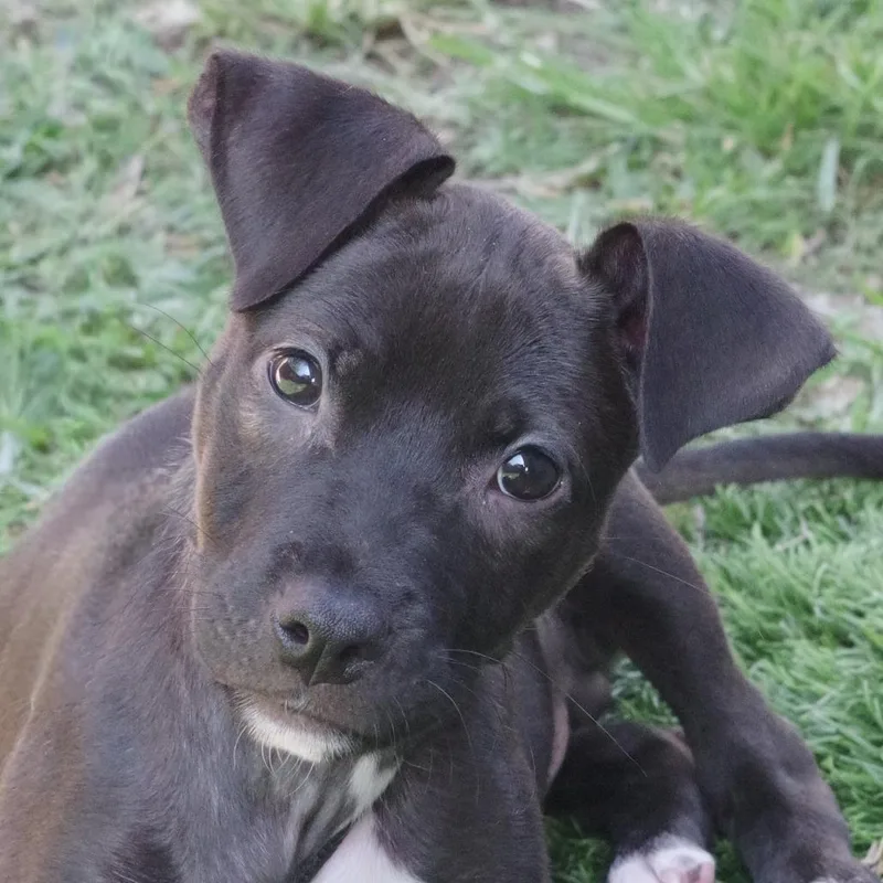 Puppy Nigel thumbnail 4