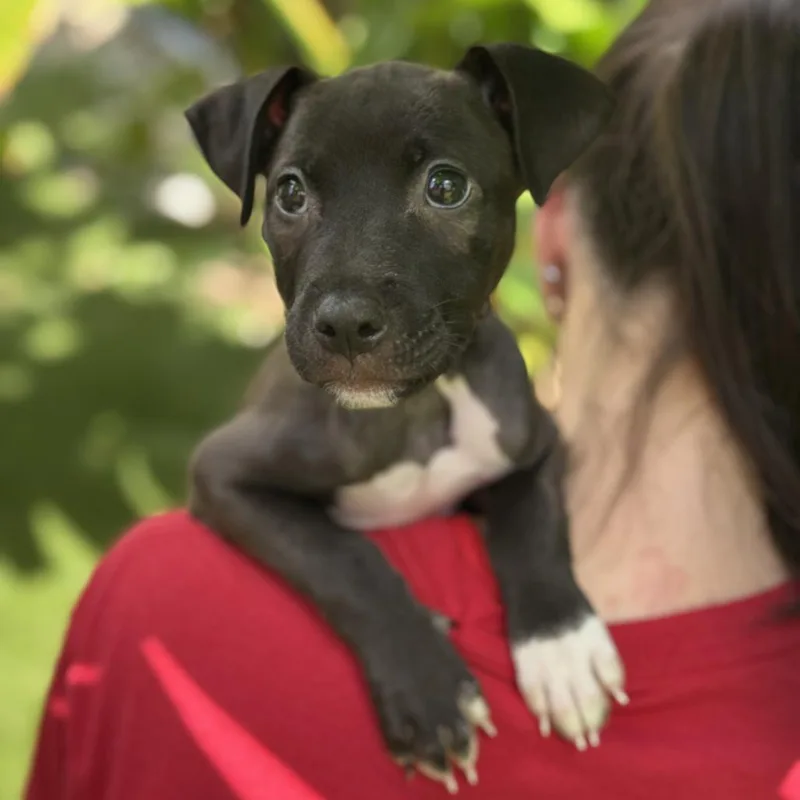 Puppy Nigel thumbnail 6