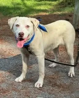 An adult medium-sized male Yellow / Tan / Blond / Fawn Labrador Retriever dog named Levi for adoption in Sumter, SC