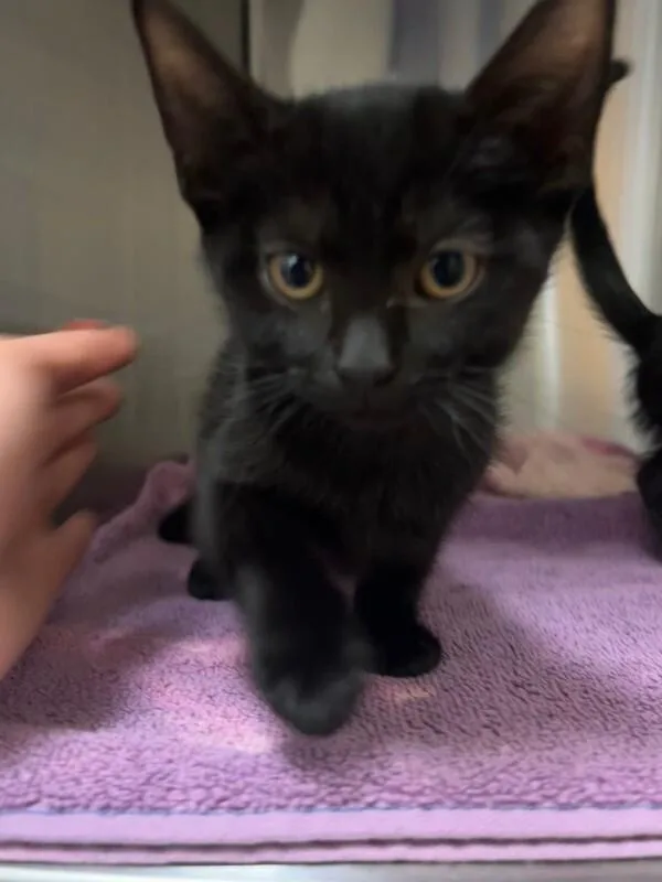 A young medium-sized female Black Domestic Short Hair cat named Tilde for adoption in Fort Collins, CO