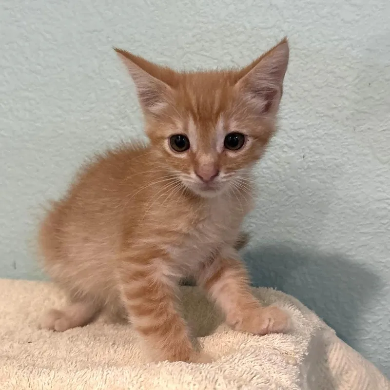 A young small-sized male Orange / Red Domestic Short Hair cat named Copper for adoption in Elverta, CA