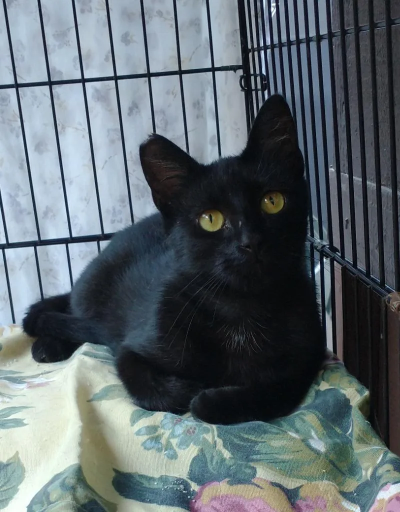 An adult medium-sized female Domestic Short Hair cat named Midnight for adoption in San Pedro, CA