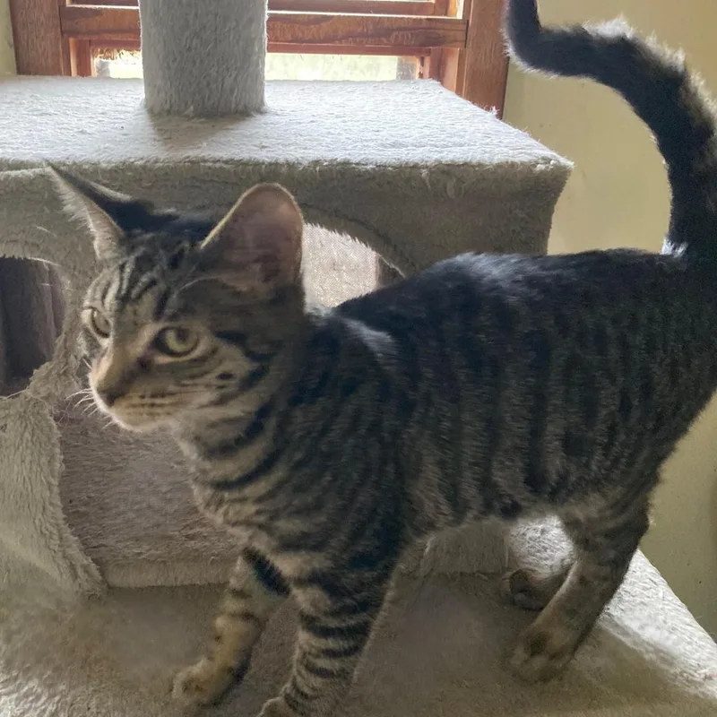 A young medium-sized male Tabby (Gray / Blue / Silver) Tabby cat named Earl Fun and for adoption in Hoquiam, WA