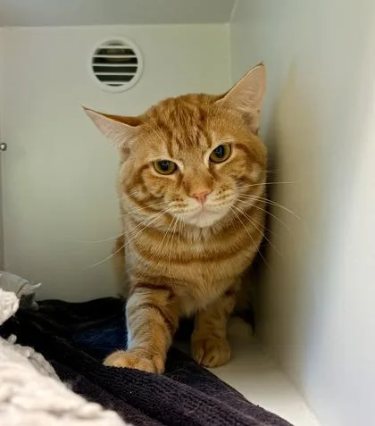 An adult small-sized male Domestic Short Hair cat named Gabo for adoption in Fairfax, VA