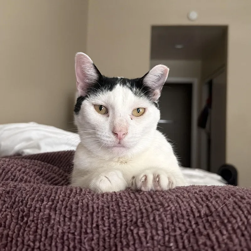 An adult medium-sized male Domestic Short Hair cat named Panda for adoption in Chandler, AZ