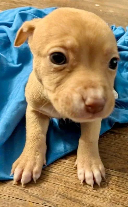 A baby medium-sized female Boxer dog named Belle for adoption in Herndon, VA