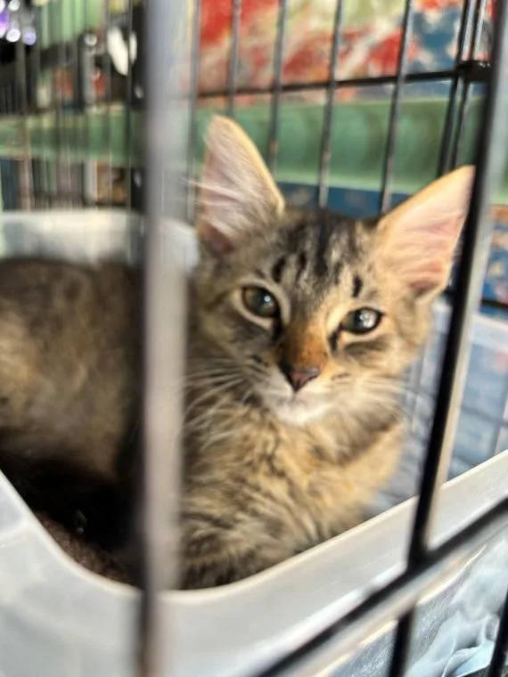 A baby small-sized female Domestic Short Hair cat named Jolene for adoption in Clayton, NC