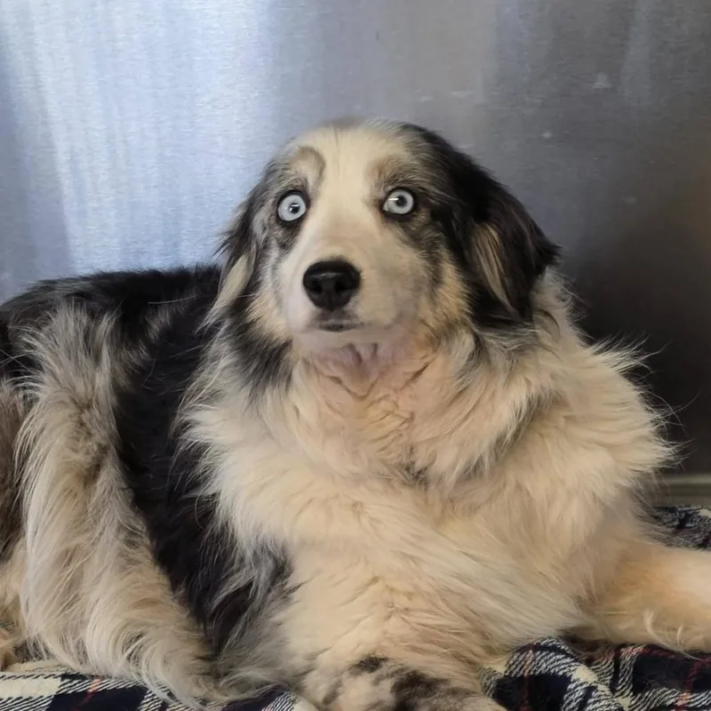 An adult medium-sized female Gray / Blue / Silver Australian Shepherd dog named Pickles for adoption in Ada, MN
