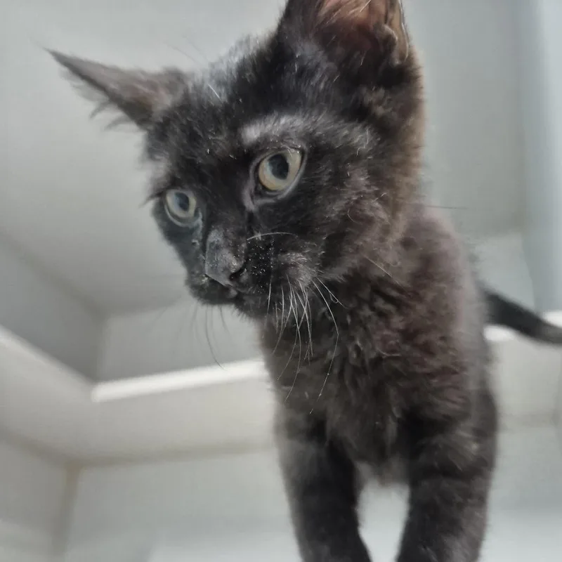 A baby small-sized male Black Domestic Short Hair cat named Marley for adoption in Newark, NJ