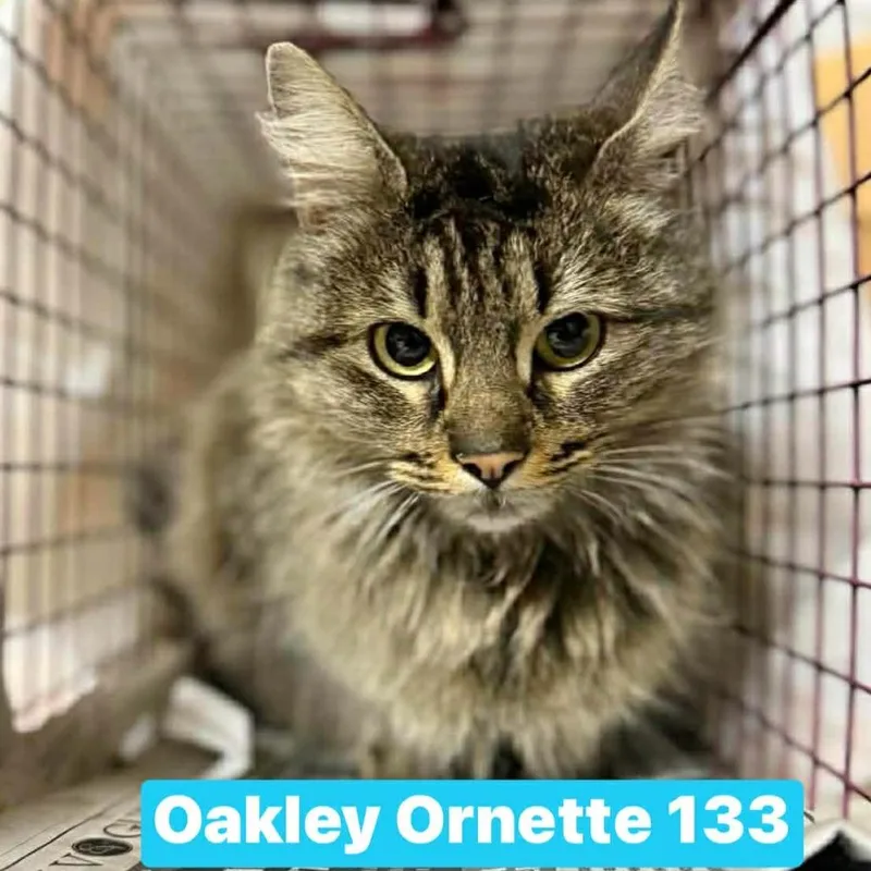 An adult small-sized female Brown / Chocolate Domestic Medium Hair cat named Oakley Ornette for adoption in Philadelphia, PA
