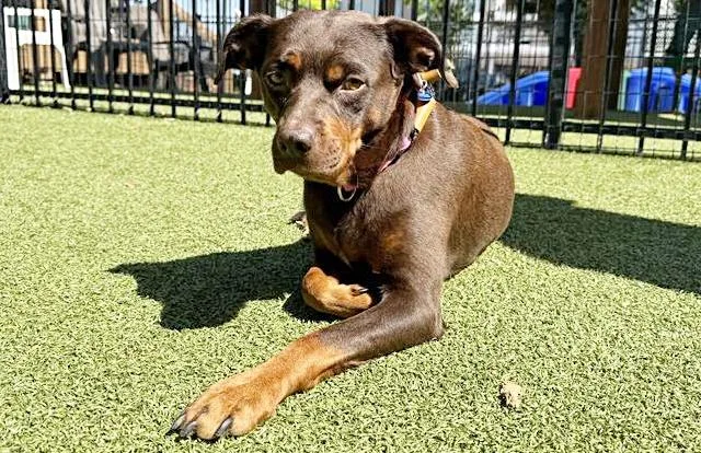 An adult medium-sized female Pit Bull Terrier dog named Lady Bird for adoption in Saint Louis, MO