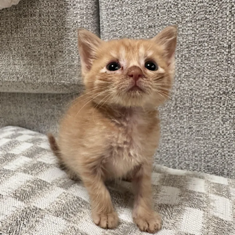 A baby medium-sized female Tabby (Orange / Red) Domestic Short Hair cat named Rooibos for adoption in Santa Ana, CA