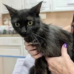 A baby medium-sized female Black Domestic Long Hair cat named Amy Matthews for adoption in Green Valley, AZ