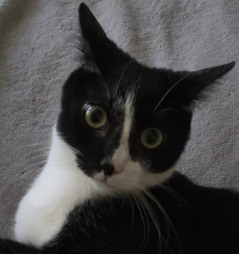 A young medium-sized female Black & White / Tuxedo Tuxedo cat named Kes & Okuda for adoption in North Highlands, CA