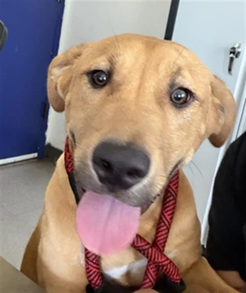 A young small-sized male Labrador Retriever dog named Puppy for adoption in Bakersfield, CA