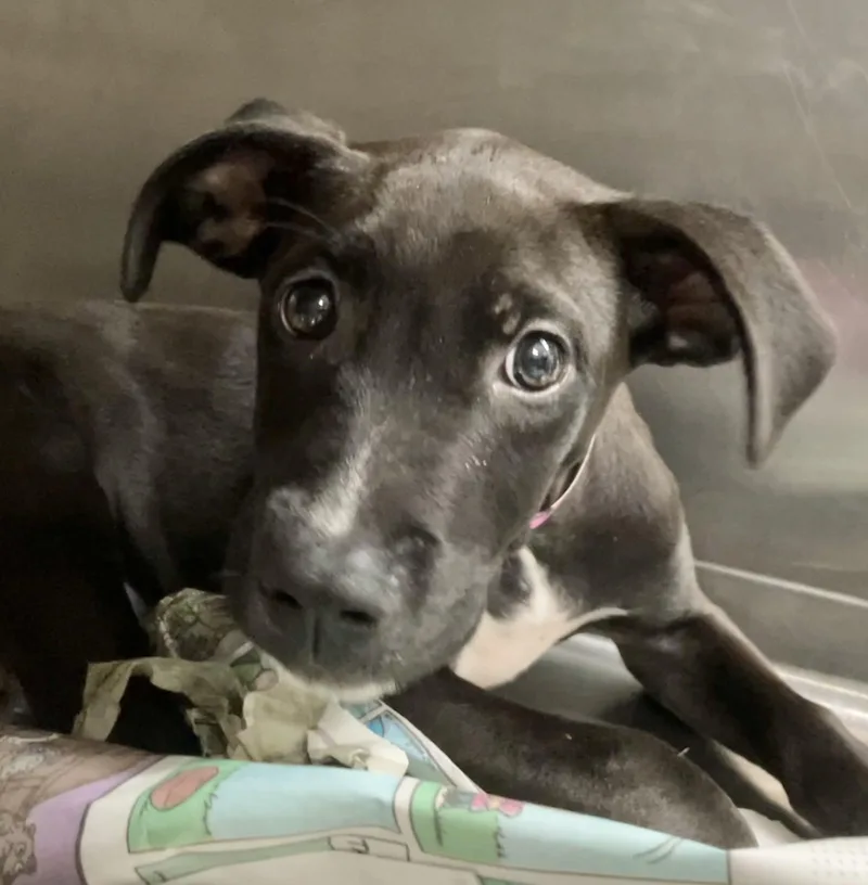A baby medium-sized female Black Mixed Breed dog named Queen Dagmar for adoption in Parma, OH