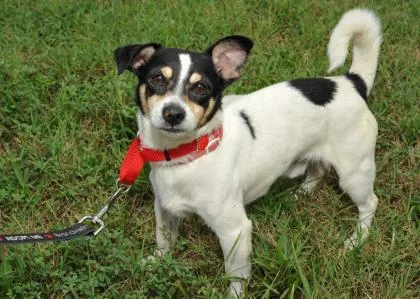 An adult small-sized male Parson Russell Terrier dog named Russel Fka Bentley for adoption in West Chester, PA