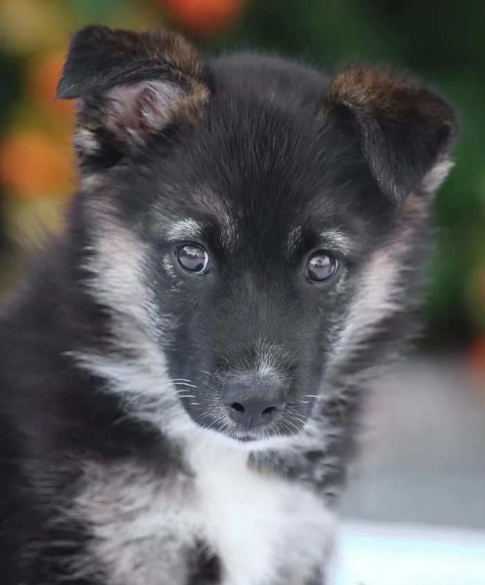A baby large-sized male Black German Shepherd Dog dog named Jack Von Mainz for adoption in Los Angeles, CA