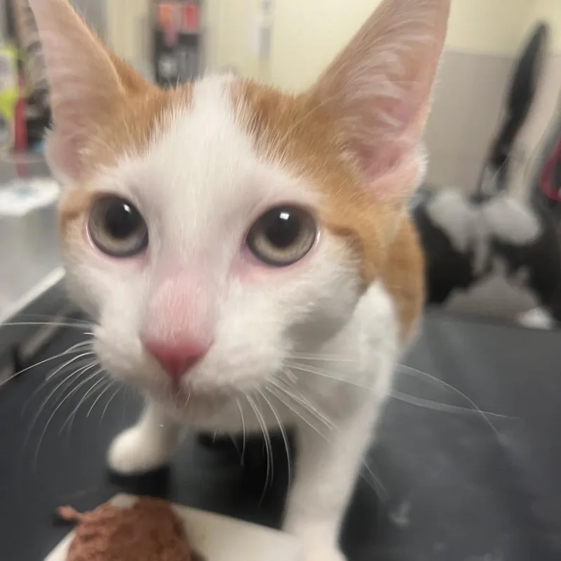 A baby small-sized male Orange / Red Domestic Short Hair cat named Frederick for adoption in Chicago, IL