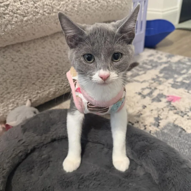 A baby medium-sized male Gray / Blue / Silver Domestic Short Hair cat named Sharky for adoption in Roswell, GA