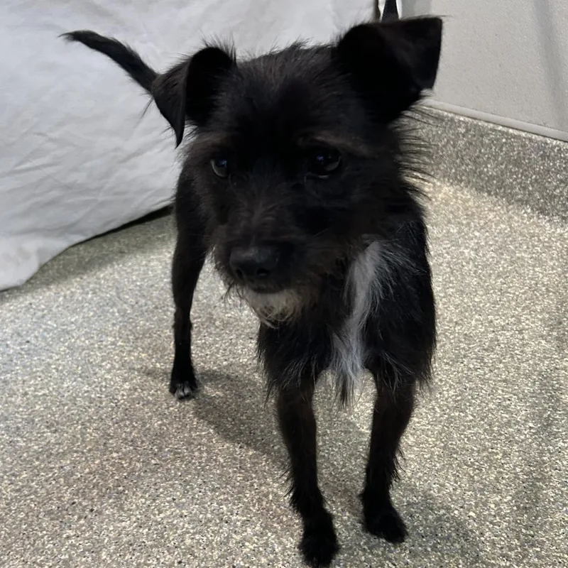 Brix  Chino Hills thumbnail 2