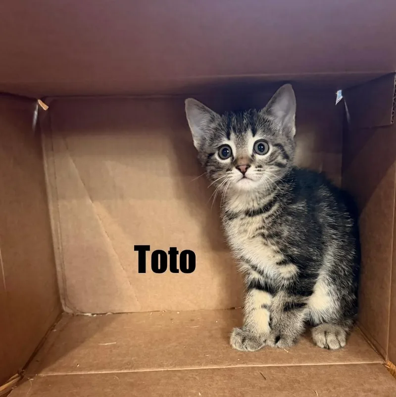 Toto thumbnail 2