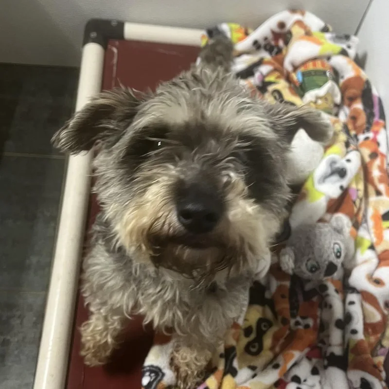 An adult small-sized female Gray / Blue / Silver Miniature Schnauzer dog named Mimi FKA Elsamarie for adoption in North Myrtle Beach, SC