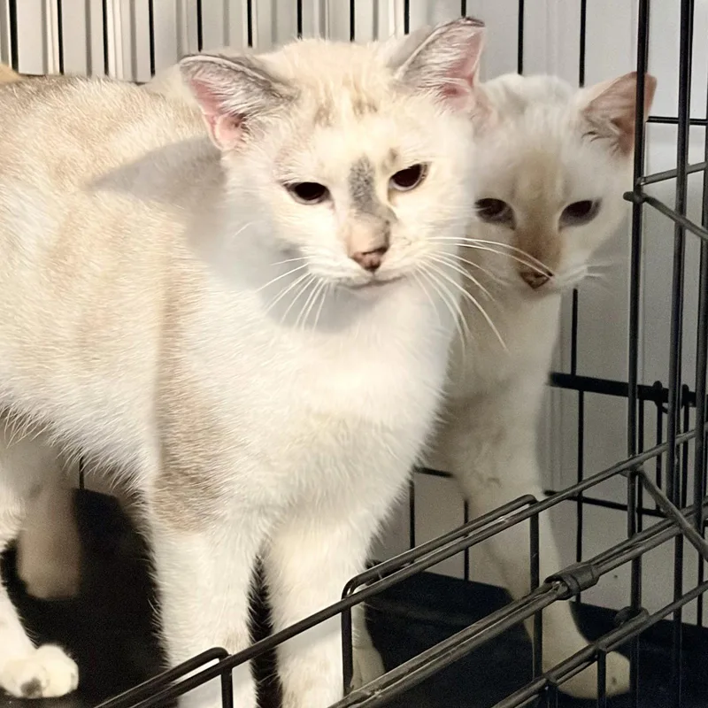 An adult medium-sized female Siamese cat named Khalessi for adoption in Tampa, FL
