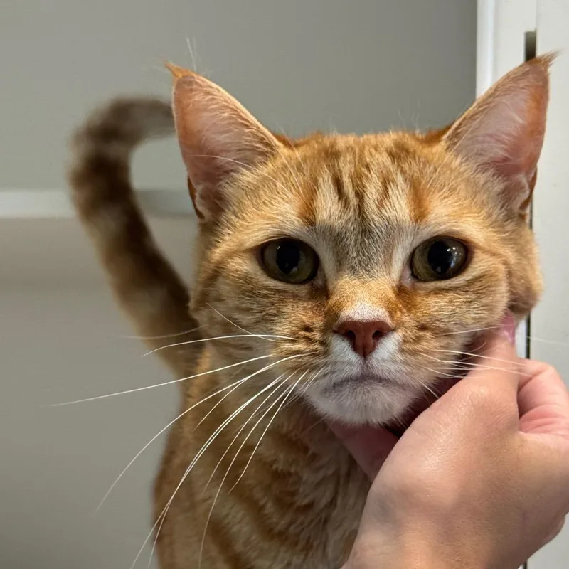 An adult medium-sized female Orange / Red Domestic Short Hair cat named Orangutan for adoption in Greensboro, NC