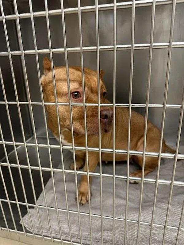 An adult large-sized female Pit Bull Terrier dog named Tiffany for adoption in Austin, TX