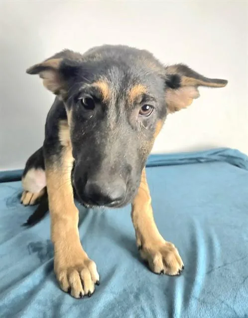 A young small-sized female Shepherd dog named Bella for adoption in Thousand Palms, CA