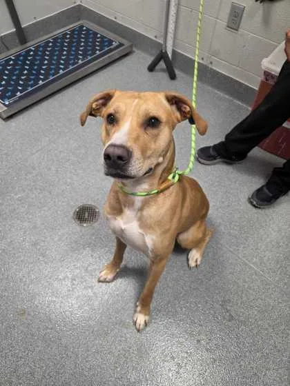 An adult large-sized male Labrador Retriever dog named Guava for adoption in Sevierville, TN