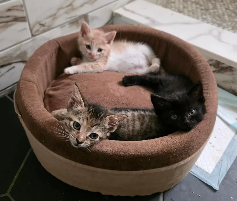 A baby small-sized female Domestic Short Hair cat named Snapper for adoption in Chicago, IL