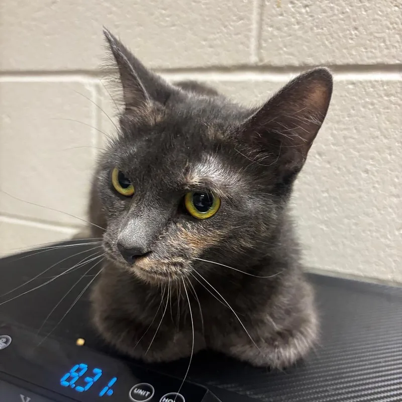 A young medium-sized female Calico Domestic Short Hair cat named Cotton Candy for adoption in Bristol, IN
