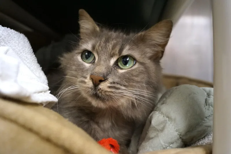 An adult medium-sized female Tabby (Gray / Blue / Silver) Tabby cat named Mia for adoption in New Milford, CT