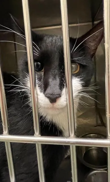 An adult medium-sized male Domestic Short Hair cat named Bosco for adoption in Lees Summit, MO